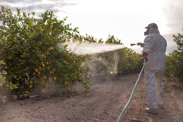 Wasp Removal Services in Lordstown, OH