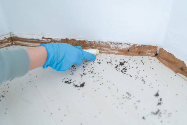 Best Affordable Pest Control Services  in Lordstown, OH